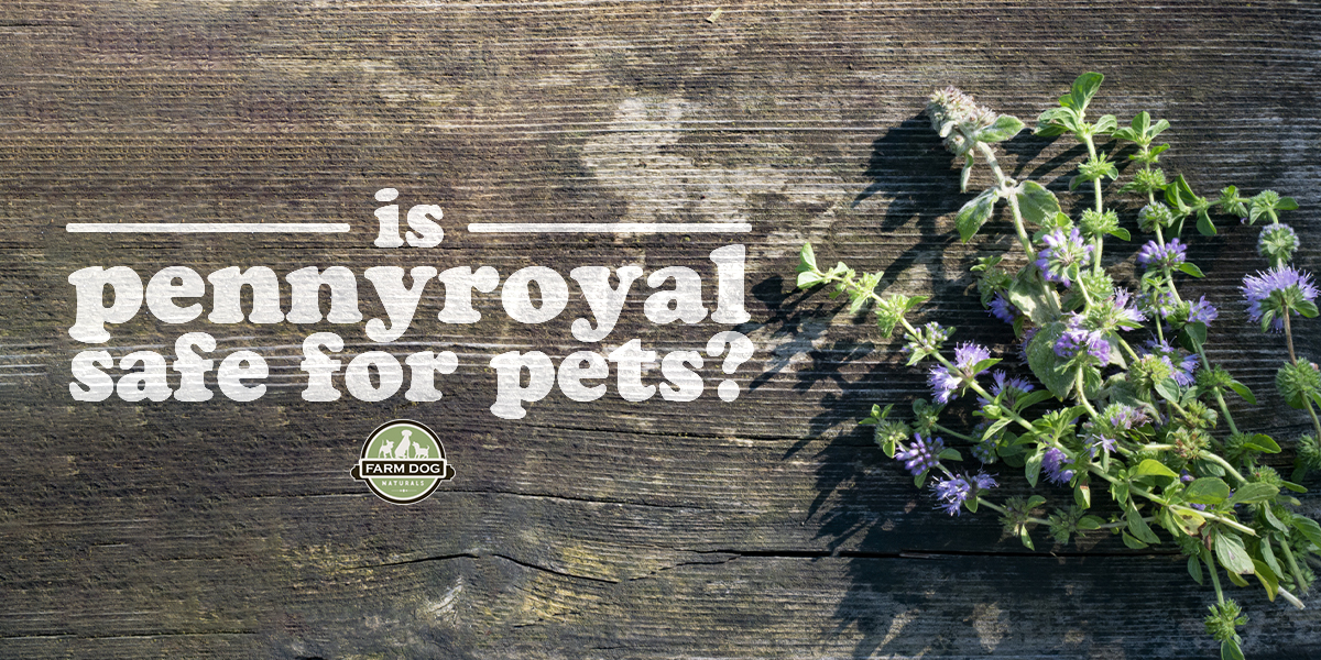pennyroyal for dogs