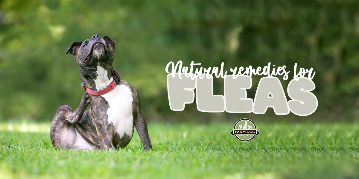 natural remedies for fleas