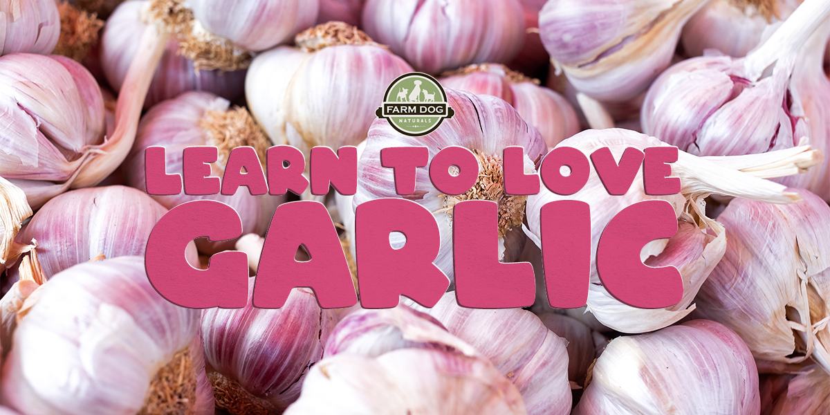 garlic for dogs